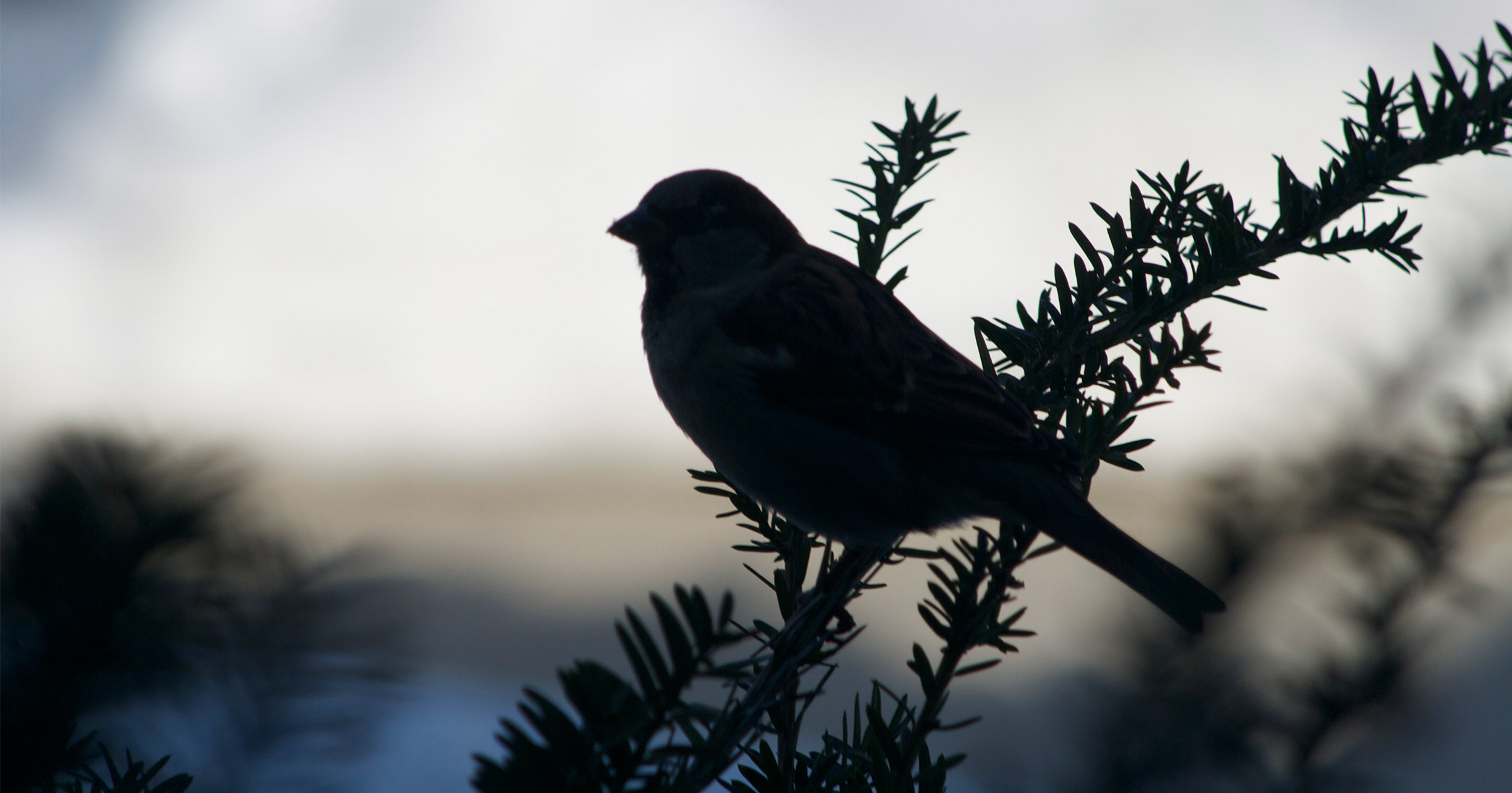 Silhouette Sparrow