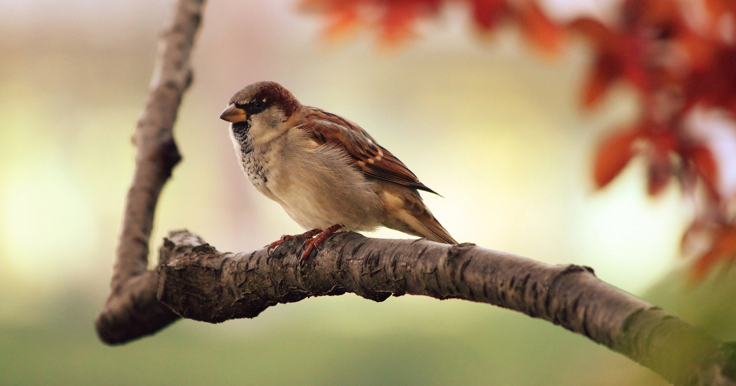 Sparrow on Branch