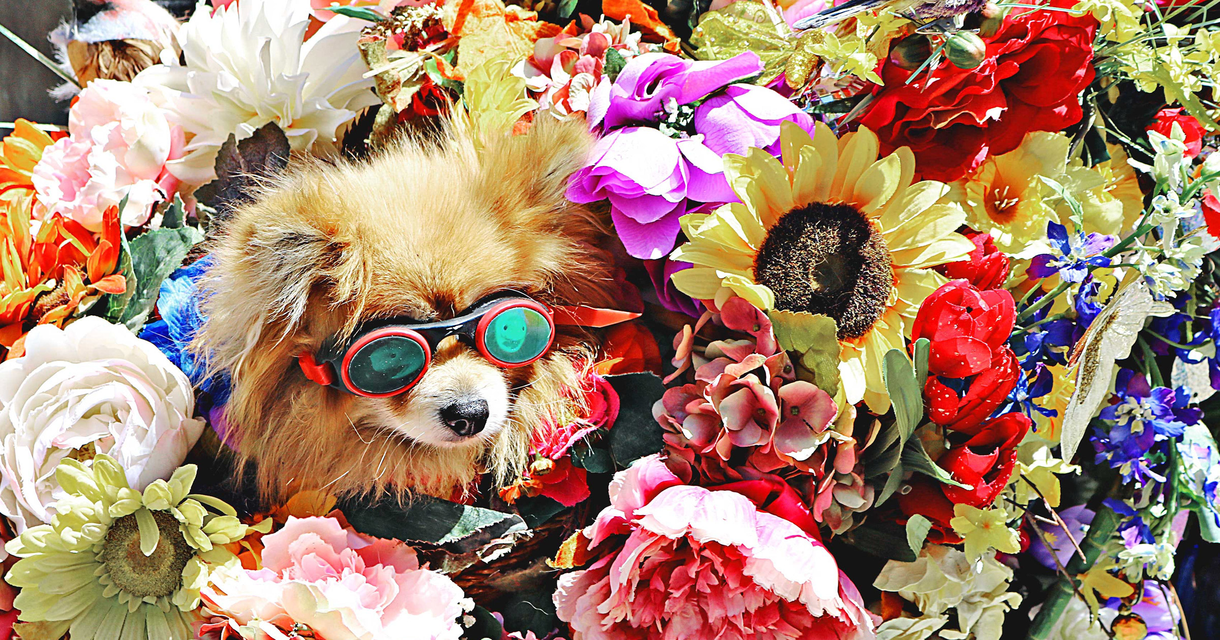 Dog and Flowers