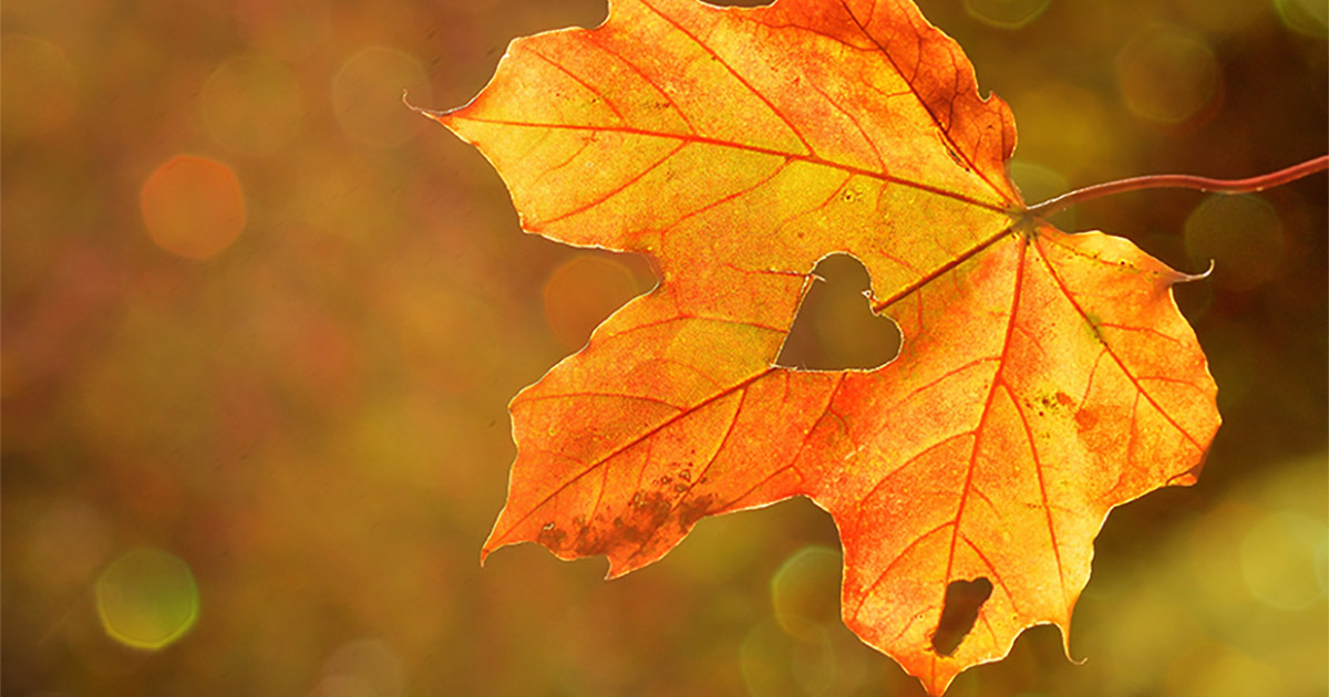 Fall Autumn Leaf with Heart
