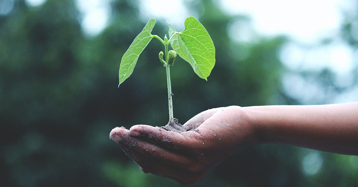 Small Plant Seed Hand